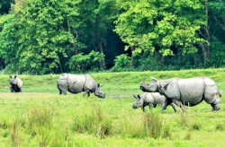 Officials from five countries vow to better protect rhinos
